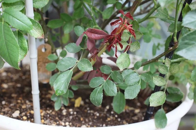 陽臺種植藤本月季花柱，從零開始打造實錄