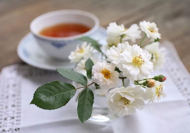 陽臺種植藤本月季花柱，從零開始打造實錄