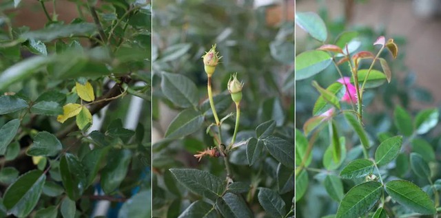 陽臺種植藤本月季花柱，從零開始打造實錄