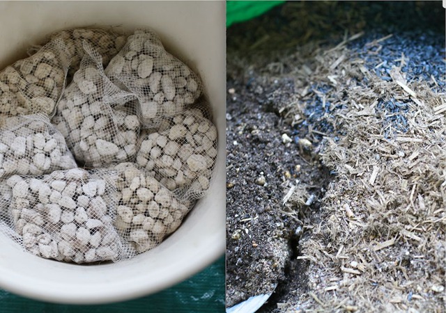 陽臺種植藤本月季花柱，從零開始打造實錄