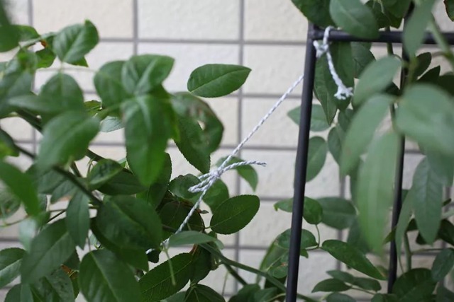 陽臺種植藤本月季花柱，從零開始打造實錄