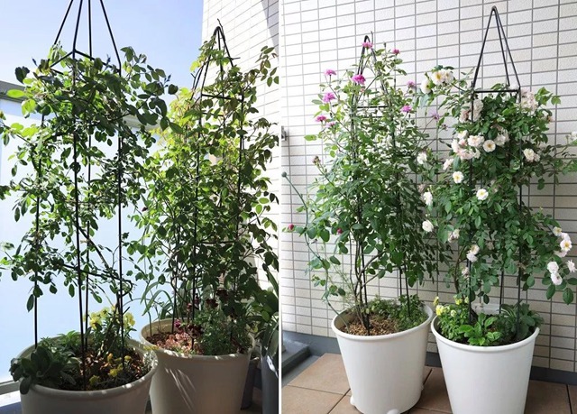 陽臺種植藤本月季花柱，從零開始打造實錄
