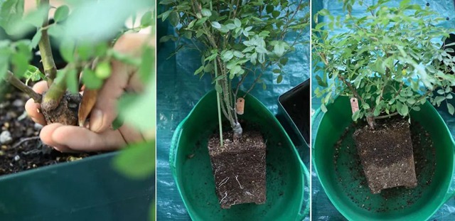 陽臺種植藤本月季花柱，從零開始打造實錄
