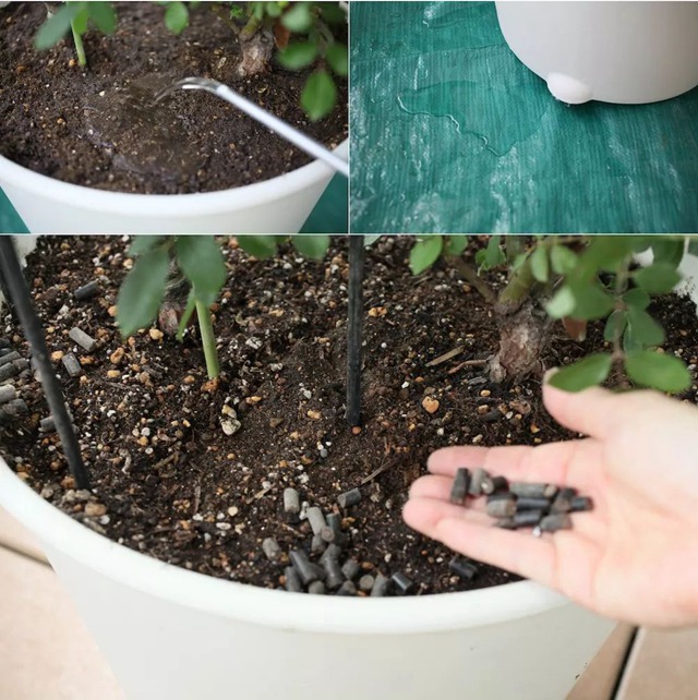 陽臺種植藤本月季花柱，從零開始打造實錄