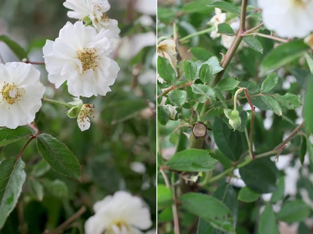 陽臺種植藤本月季花柱，從零開始打造實錄