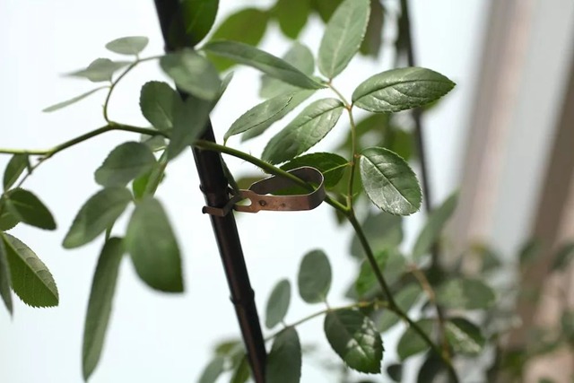 陽臺種植藤本月季花柱，從零開始打造實錄