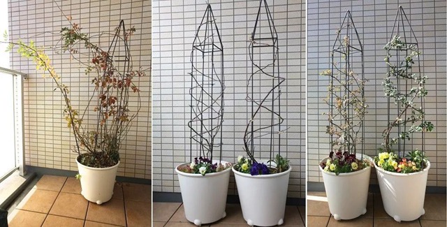 陽臺種植藤本月季花柱，從零開始打造實錄