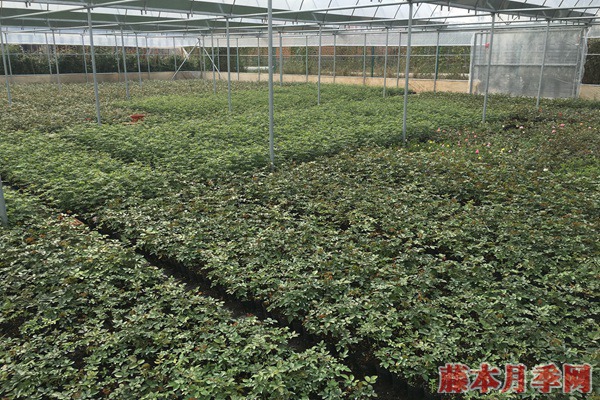 月季小苗價(jià)格是多少，批發(fā)零售大有區(qū)別