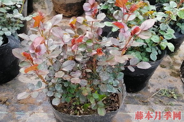 月季小苗價(jià)格是多少，批發(fā)零售大有區(qū)別