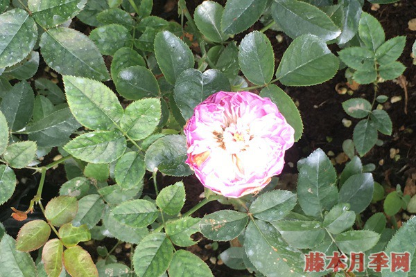 月季小苗價(jià)格是多少，批發(fā)零售大有區(qū)別