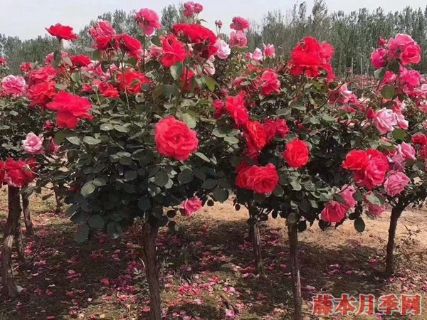  4公分樹狀月季價格到底是多少