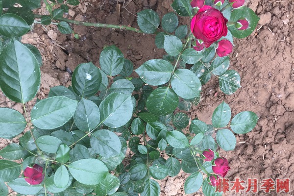  4公分樹狀月季價格到底是多少