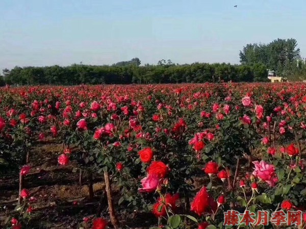  4公分樹狀月季價格到底是多少