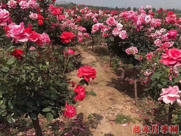  4公分樹狀月季價格到底是多少