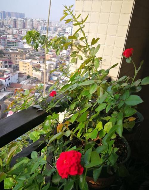 廣東陽臺上的玫瑰國度的天使