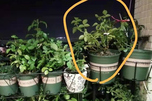 廣東陽臺上的玫瑰國度的天使