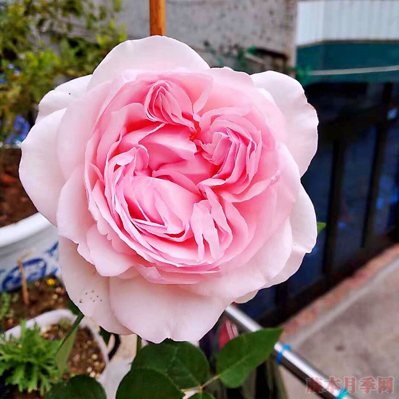 風彩小提琴