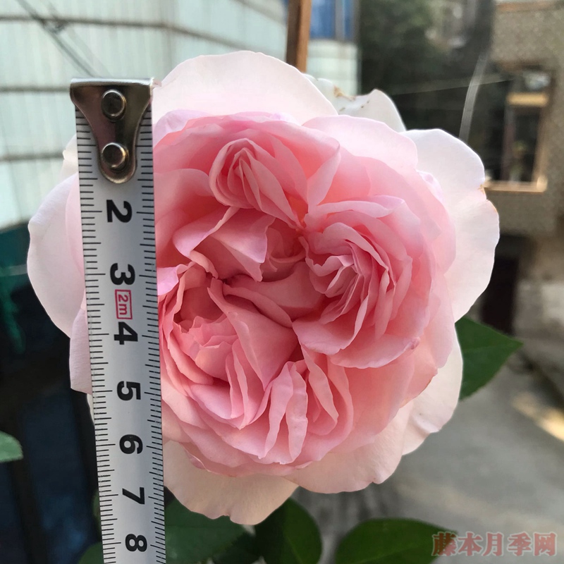 風彩小提琴