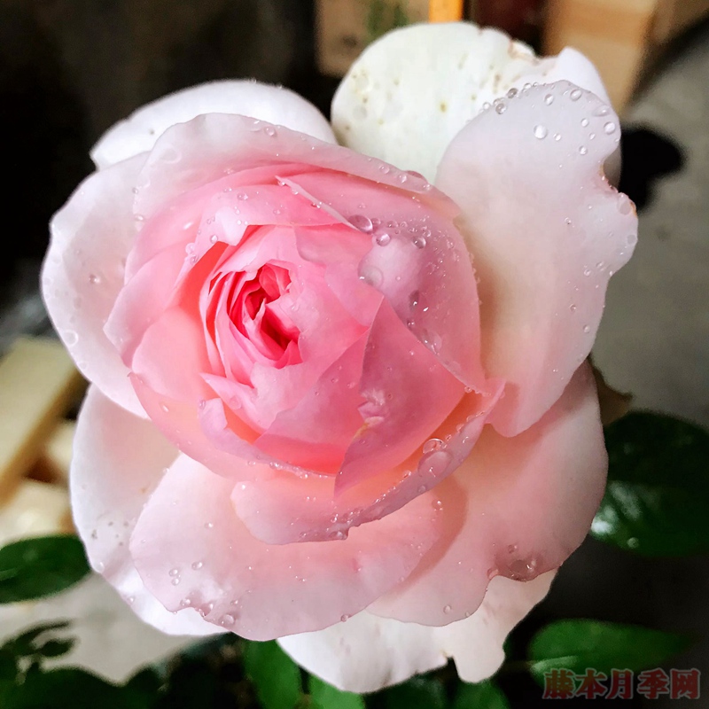 風彩小提琴