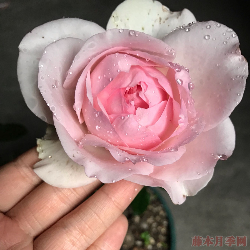 風彩小提琴