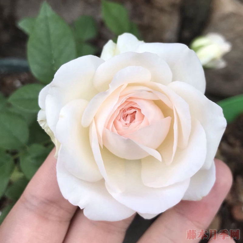 風彩小提琴
