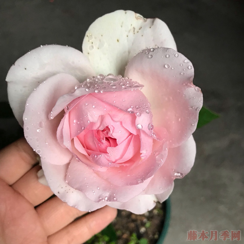 風彩小提琴