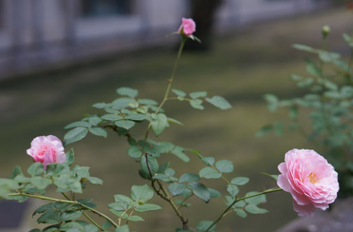 夢幻花園