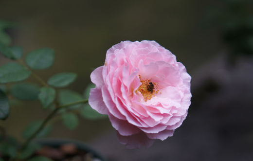 夢幻花園