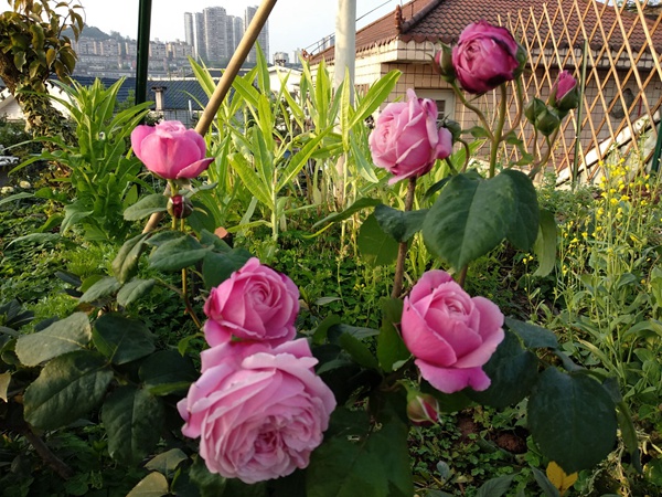 想要買月季花樹苗，這些知識要了解！