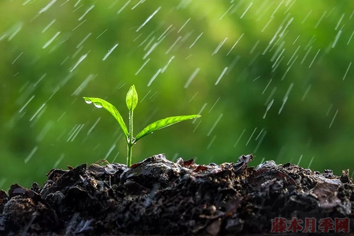 淘米水、茶葉水、牛奶可以用來(lái)澆花嗎？