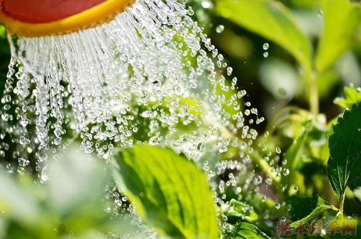 淘米水、茶葉水、牛奶可以用來(lái)澆花嗎？