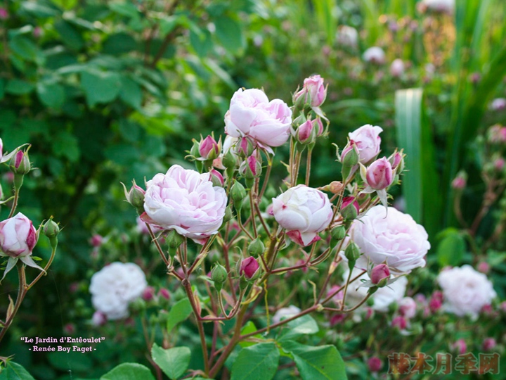 粉紅怒塞特 Blush Noisette