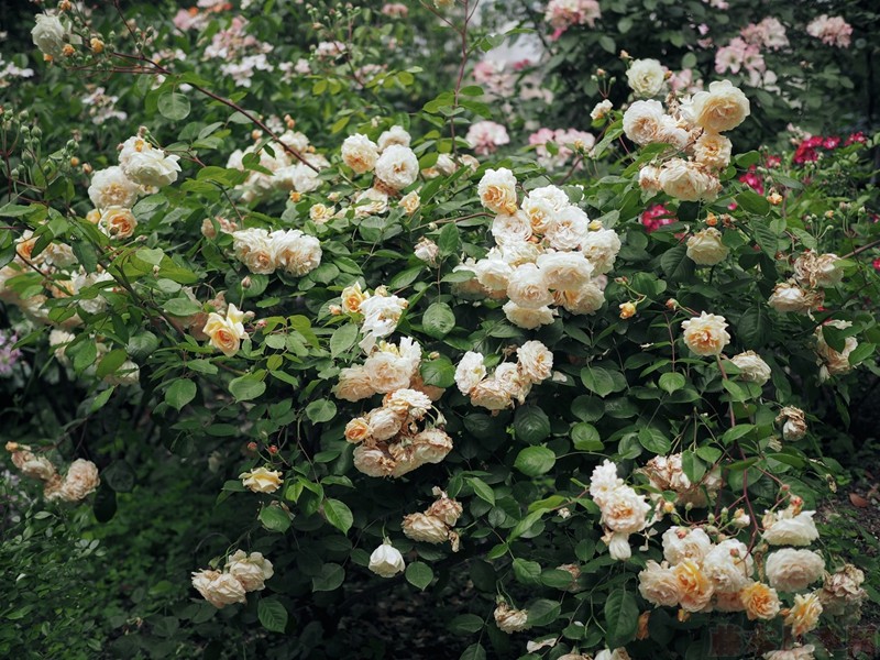 月季黑斑、紅蜘蛛、白粉病的日常防治技巧