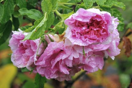 圖解！玫瑰Rosa Rugosa及雜交玫瑰系列Hybrid Rugosa介紹