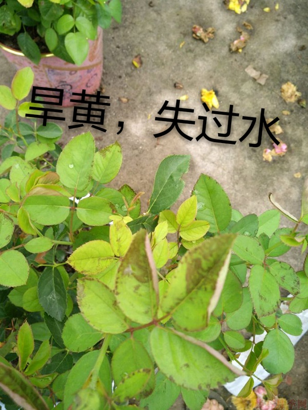 月季夏季黃葉有哪些原因？對(duì)應(yīng)處理方法