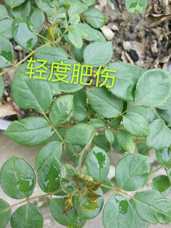 月季夏季黃葉有哪些原因？對(duì)應(yīng)處理方法