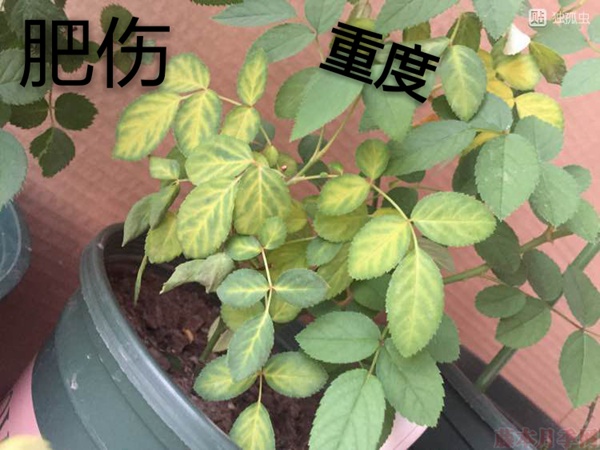 月季夏季黃葉有哪些原因？對(duì)應(yīng)處理方法