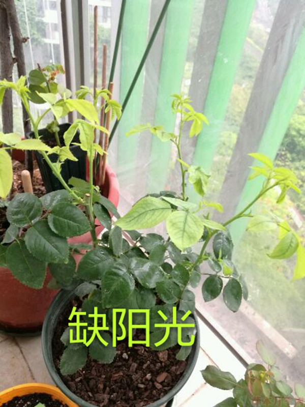 月季夏季黃葉有哪些原因？對(duì)應(yīng)處理方法