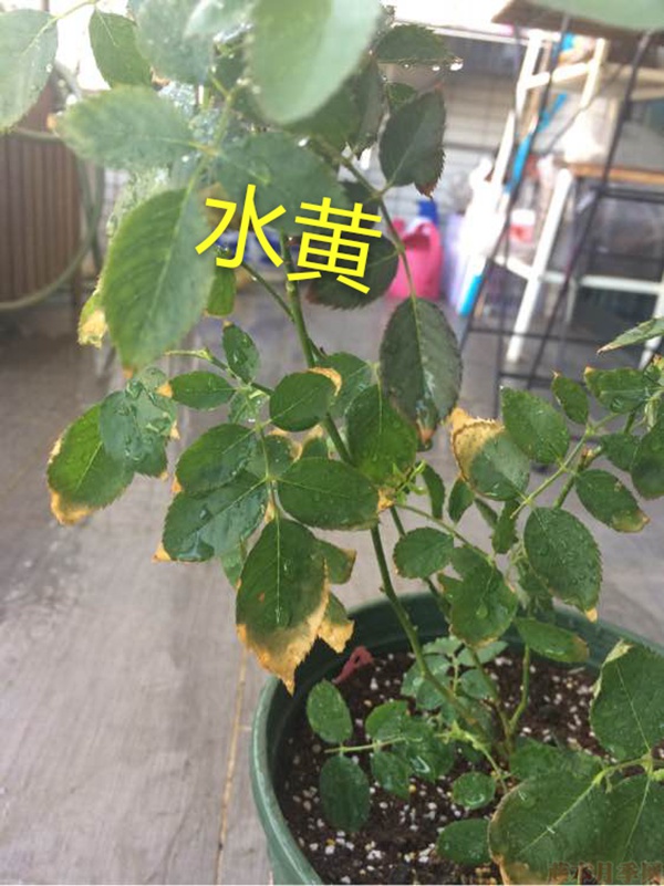 月季夏季黃葉有哪些原因？對(duì)應(yīng)處理方法