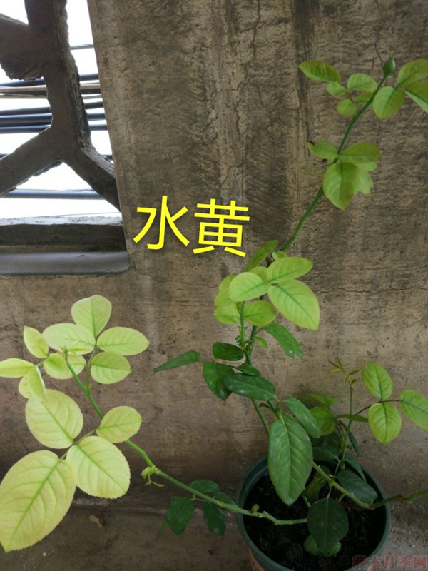 月季夏季黃葉有哪些原因？對(duì)應(yīng)處理方法