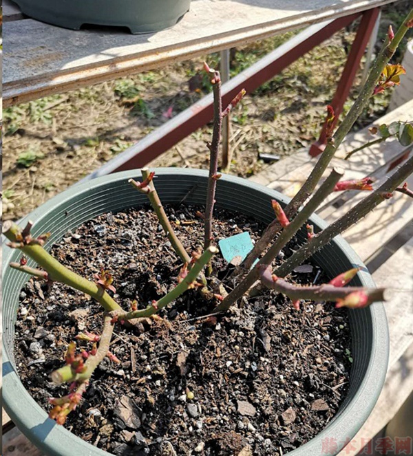 月季怎樣抹芽？這幾類芽一定要抹掉！