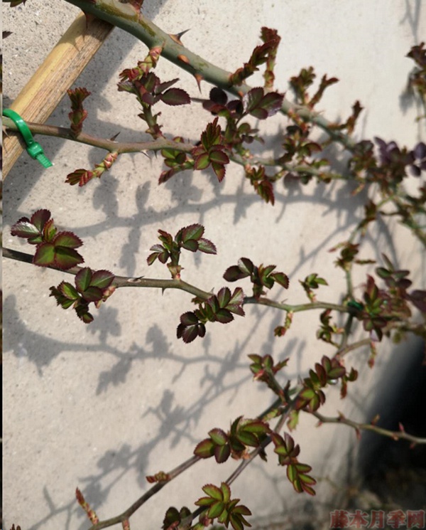 月季怎樣抹芽？這幾類芽一定要抹掉！