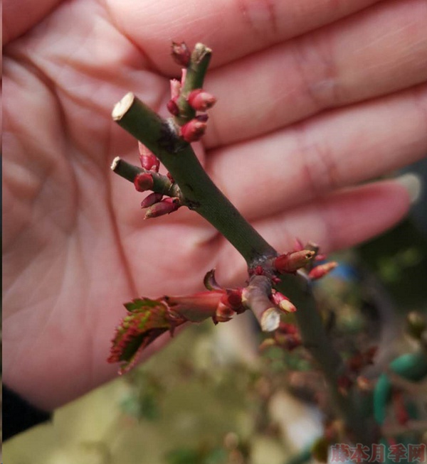 月季怎樣抹芽？這幾類芽一定要抹掉！