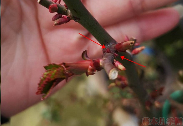 月季怎樣抹芽？這幾類芽一定要抹掉！