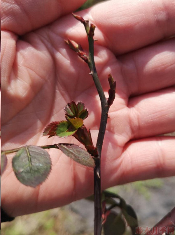 月季怎樣抹芽？這幾類芽一定要抹掉！