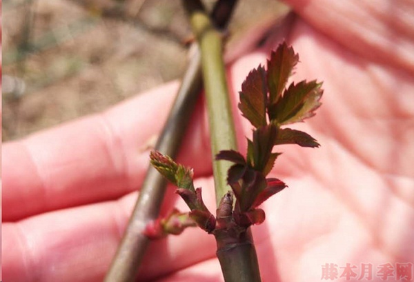 月季怎樣抹芽？這幾類芽一定要抹掉！