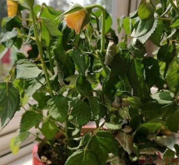 1、整株植物發(fā)軟萎蔫.jpg