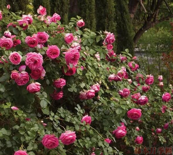 5、新芽枯萎.jpg