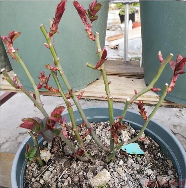不夠飽滿，修剪一周后，芽點(diǎn)就會明顯變的飽滿了。.jpg