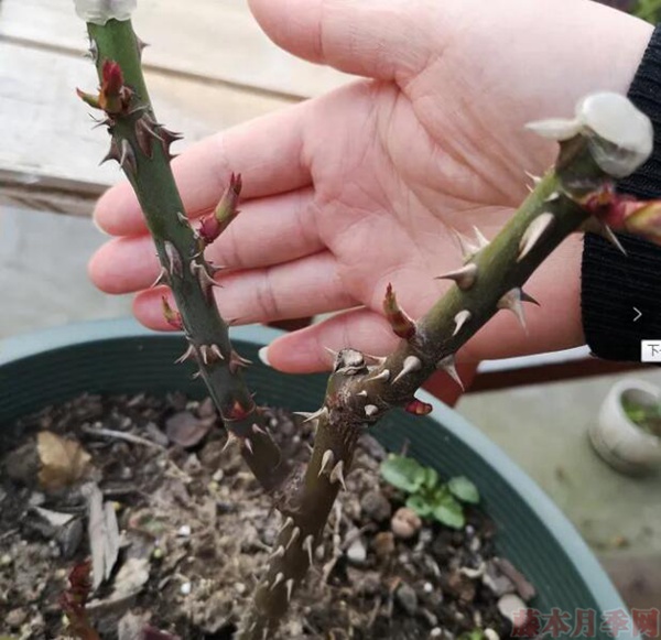 ，留更多的芽點(diǎn)，春天開花會更多。.jpg